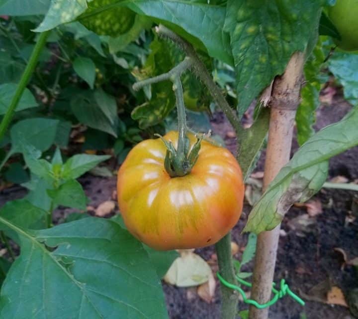 Tomaten kweken