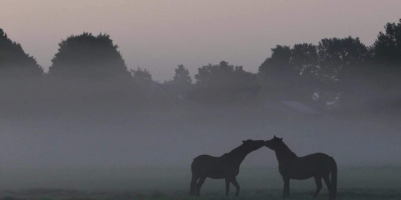 Paarden in de mist